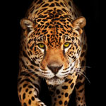 �������� Antimarker eco 429