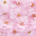 �������� Antimarker eco 433