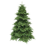 Triumph Tree, ��� ���������, ����� 3�