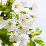 �������� Antimarker eco 419