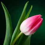 �������� Antimarker eco 427